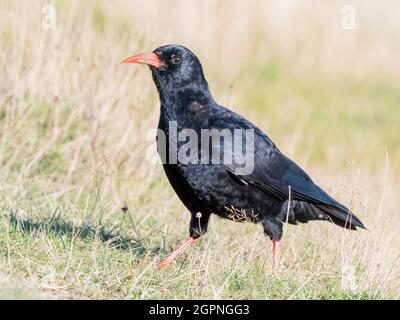 Tosse foraging per insetti nel Galles centrale Foto Stock