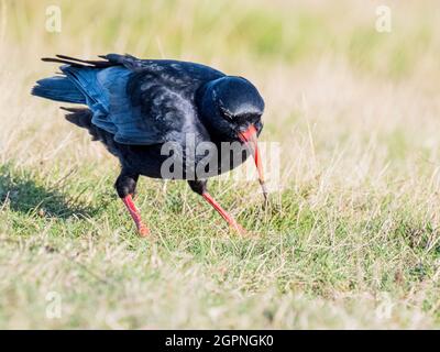 Tosse foraging per insetti nel Galles centrale Foto Stock