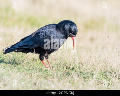 Tosse foraging per insetti nel Galles centrale Foto Stock