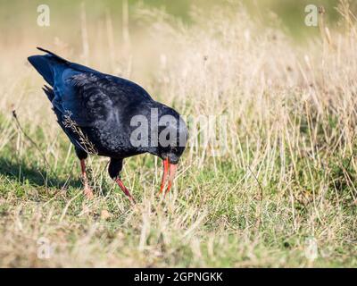 Tosse foraging per insetti nel Galles centrale Foto Stock