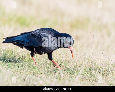 Tosse foraging per insetti nel Galles centrale Foto Stock