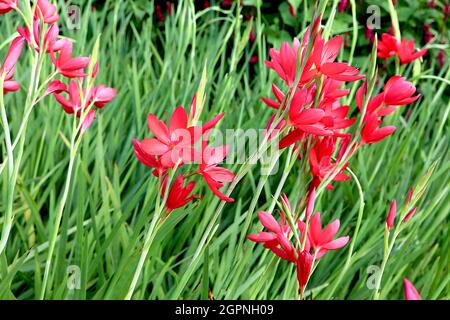Hesperantha / Schizostylis coccinea ‘Major’ bandiera cremisi Giglio maggiore – fiori rossi cremisi e foglie strette a forma di spada, settembre, Inghilterra, Regno Unito Foto Stock