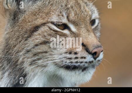La lynx eurasiatica - lynx Lynx - ritratto da vicino di animale adulto Foto Stock