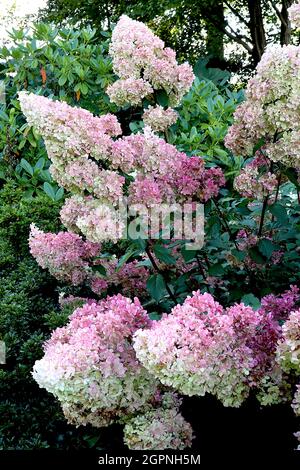 Hydrangea paniculata ‘Vanille Fraise’ Hortensia Vanille Fraise – fitti gruppi piramidali di fiori rosa medio e verde lime, settembre, Regno Unito Foto Stock