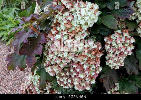 Hydrangea quercifolia ‘Snowflake’ hydrangea rangea rangea Snowflake – panticola pendente di fiori bianchi doppi e foglie a forma di foglia di ogiva, settembre, Regno Unito Foto Stock