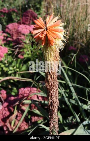 Kniphofia ‘Creamsicle’ poker hot rosso Creamsicle – nana kniphofia con corallo tubolare rosso e giallo pendulous conic flower grapps, settembre, Regno Unito Foto Stock