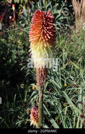 Knifofia uvaria ‘Nobilis’ poker Nobilis – gruppi di fiori densi di fiori tubolari di colore arancione profondo su steli alti, settembre, Inghilterra, Regno Unito Foto Stock