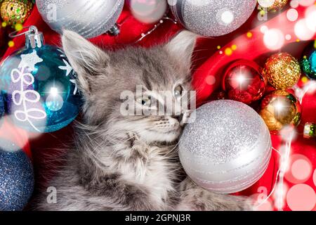 Il gattino grigio di Natale si prepara per la vacanza che si trova tra le palle di Capodanno su rosso. Foto Stock