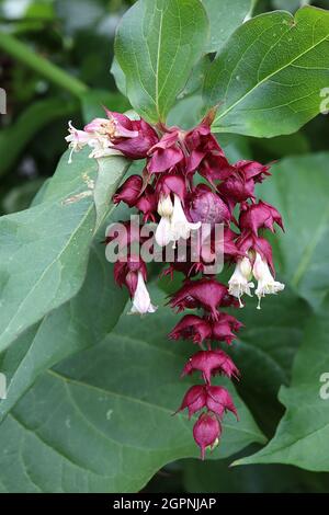 Leycesteria Formosa ‘Purple Rain’ Himalayan honeysuckle – tre strati viola cravatta cremisi su fiori tubolari bianchi, settembre, Inghilterra, Regno Unito Foto Stock