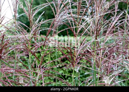 Miscanthus sinensis «ferner Osten» erba d'argento cinese ferner Osten – plumi sottili di fiori di cremisi e di fieno su steli alti, settembre, Inghilterra, Foto Stock