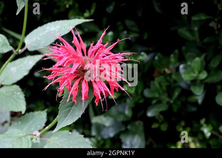 Monarda didima ‘Cambridge Scarlet’ Bee Balm Cambridge Scarlet - fiocchi di fiori rossi e grandi foglie di ovato verde scuro, settembre, Inghilterra, Regno Unito Foto Stock