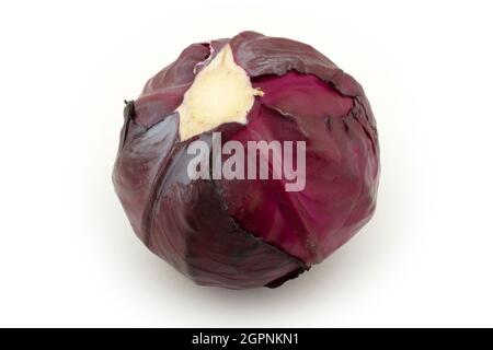Cavolo rosso isolato su sfondo bianco. Pronto a mangiare. Foto Stock