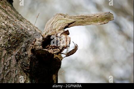 Treecreepers raccolta di materiale nidificante per costruire un nido Foto Stock