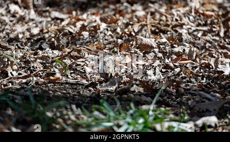 Treecreepers raccolta di materiale nidificante per costruire un nido Foto Stock