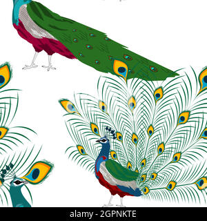 Modello Peacock Illustrazione Vettoriale