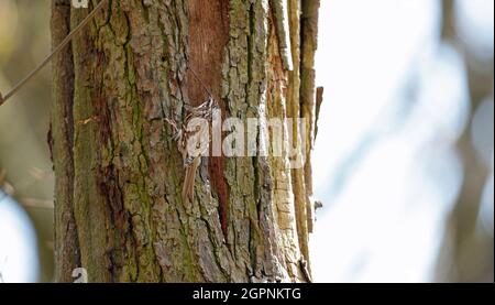 Treecreepers raccolta di materiale nidificante per costruire un nido Foto Stock