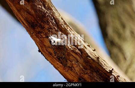 Treecreepers raccolta di materiale nidificante per costruire un nido Foto Stock