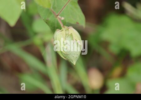 Ibrido organico migliorato nuova varietà di cotone su frutta di raccolto di cotone o boll che cresce su pianta di cotone nel campo di cotone india con sfondo sfocato di Foto Stock