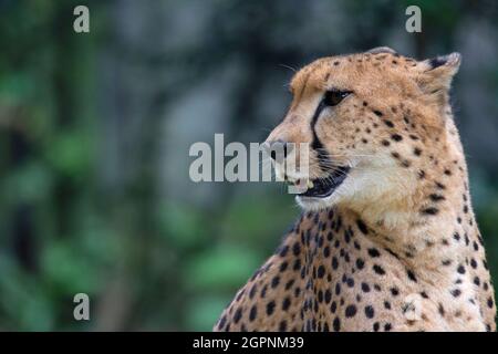 Primo piano ritratto faccia di ghepardo sudest africano, acinonyx jubatus jubatus. Nativo dell'Africa orientale e meridionale Foto Stock