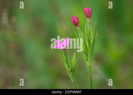 Ho trovato questo delicato fiore rosa su una passeggiata pomeridiana dopo una pioggia sul mio vicino bosco nel centro di Door County Wisconsin. Foto Stock