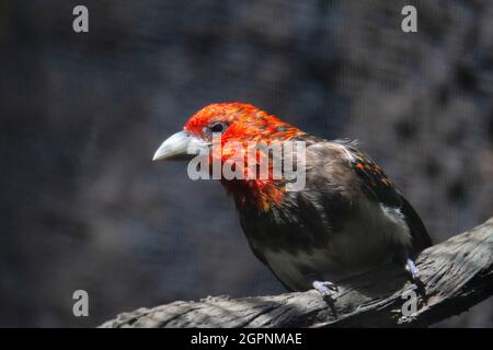 Barbet bruno-bruno, Lybius melanopterus, barbet colorato, con una testa prevalentemente rossa trovato in Kenya, Malawi, Mozambico, Somalia e Tanzania Foto Stock