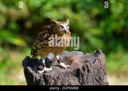 Buffy Fish Owl, noto anche come Malay Fish Owl, Ketupa ketupu. Nativo del sud-est asiatico Foto Stock