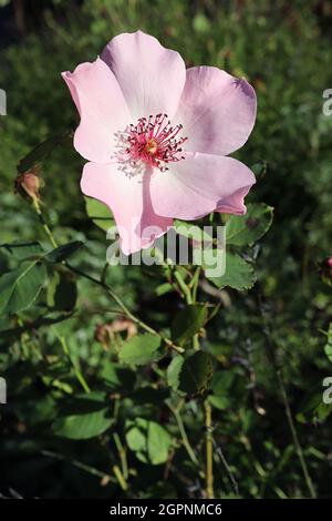 Rosa ‘Dainty Bess’ (rosa di tè ibrido) rosa Dainty Bess – fiori rosa pallido singoli con colori rosa scuro, settembre, Inghilterra, Regno Unito Foto Stock