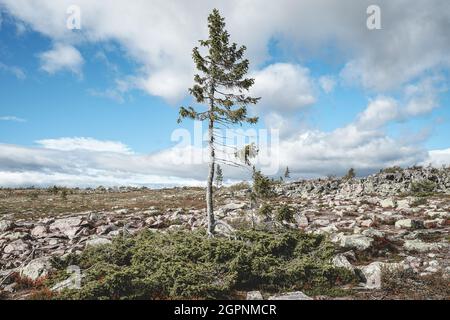 Il vecchio Tjikko, l'albero più antico del mondo, si trova a Nationapark Fullufjalet in Svezia. Foto Stock