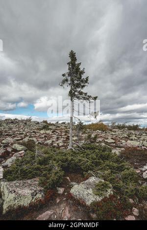 Il vecchio Tjikko, l'albero più antico del mondo, si trova a Nationapark Fullufjalet in Svezia. Foto Stock