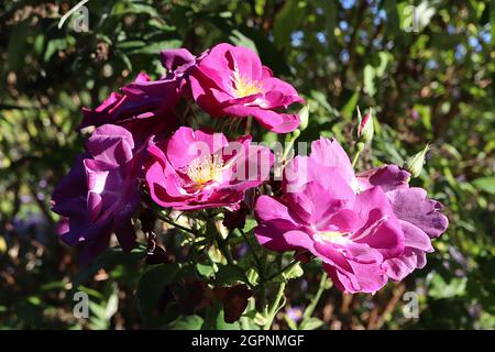 Rosa ‘Rhapsody in Blue’ (rosa floribunda) rosa Rhapsody in Blue – fiori rosa e viola profondi con striature bianche, settembre, Inghilterra, Regno Unito Foto Stock