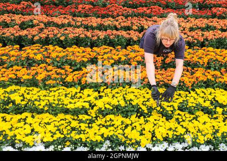 Kew Gardens, Londra, Regno Unito. 30 settembre 2021. L'orticolturista Kew Vicky mette gli ultimi ritocchi su una mostra che celebra il Chrysanthemum, il fiore nazionale giapponese. Il display presenta sei varietà di crisantemi con fiori gialli, arancioni e bianchi per evocare il sole tramontato in autunno. Japan Festival at Kew è un nuovo e coinvolgente festival autunnale che celebra le arti, le piante e la cultura del Giappone, con installazioni su larga scala e magnifiche mostre di orticoltura che hanno preso il controllo della Temperate House per il mese di ottobre. Credit: Imagplotter/Alamy Live News Foto Stock