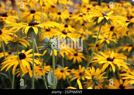 Rudbeckia fulgida var deami Deams coneflower - fiori gialli a margherita con petali lunghi e sottili e cupolati centro marrone scuro, settembre, Inghilterra, Foto Stock