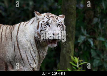 Tigre bianca con occhi blu. Una variante leucistica della pigmentazione delle tigri bengala viste di tanto in tanto negli stati indiani di Madhya Pradesh, Assam Foto Stock