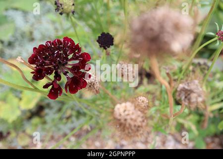 Spabiosa atropurpurea ‘Black Cat’ Scabious Black Cat – fiori rossi cremisi con stampa bianca su steli torcenti alti, settembre, Inghilterra, Regno Unito Foto Stock