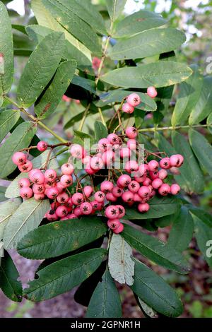 Sorbus harrowiana «Bellona» BACCHE SOLTANTO rowan Bellona-Paniclette di bacche rotonde di colore rosa medio su steli di colore marrone chiaro e foglie di pinna di colore verde medio; Foto Stock