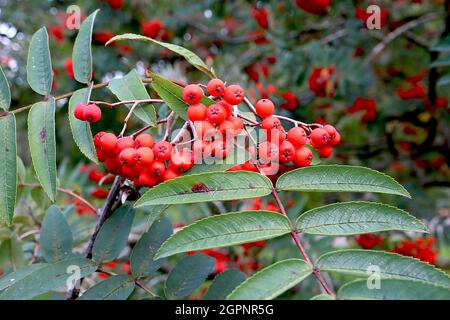 Sorbus x kewensis BACCHE SOLO ibrido rowan - grandi gruppi di bacche rosse rotonde su steli rossi, lunghe foglie di pinna verde medio, settembre, Foto Stock