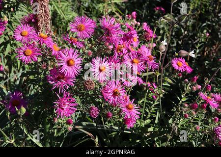 Symphyotrichum novae-angliae ‘Barr’s Pink’ New England Araster Barrs Pink – due fiori rosa caldi con petali molto sottili e sepali viola, Regno Unito Foto Stock