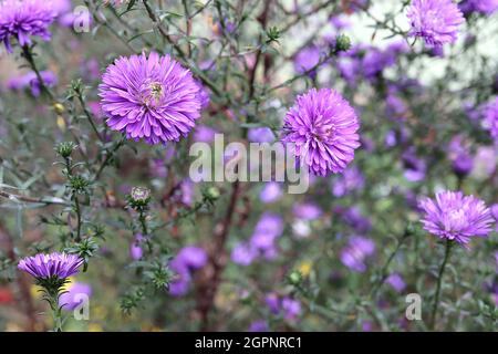 Symphyotricum novi-belgii ‘Harrisons Blue’ Aster novi-belgii Harrisons Blue – due fiori viola con petali molto sottili e sepals viola, Regno Unito Foto Stock