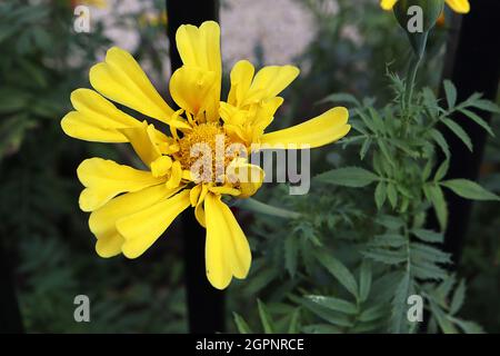 Tagetes erecta ‘Crackerjack Mixed’ African Marigold Crackerjack Mixed - fiori gialli singoli con petali profondamente lobati, settembre, Inghilterra, Regno Unito Foto Stock