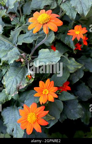 Tithonia rotundifolia ‘torcia’ messicana girasole Torch – fiori a margherita arancio brillante e verde medio ovato largo e foglie profondamente lobate, settembre Foto Stock