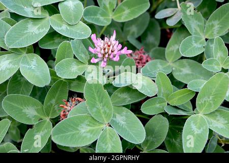 Trifolium pratense trifoglio rosso – denso grappoli di fiori incurvi da bianchi a rosa, foglie di verde medio con chevron blu grigio, settembre, Inghilterra, Regno Unito Foto Stock