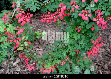 Tropaeolum speciosum Flame Nasturzio – fiori rossi a forma di imbuto spurred con petali separati, foglie palmatamente lobate, settembre, Inghilterra, Regno Unito Foto Stock