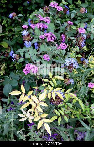 Verbena bonariensis purpletop vervain, Ceratostigma willmottianum ‘Forest Blue’ Chinese plumbago, Climbing rose Leaves, settembre, Inghilterra, Regno Unito Foto Stock