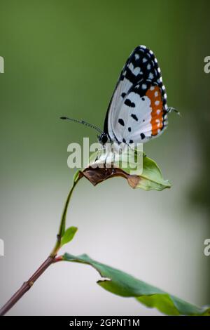 Una bella farfalla rossa Pierrot su una foglia in una zona forestale a Mumbai, India Foto Stock