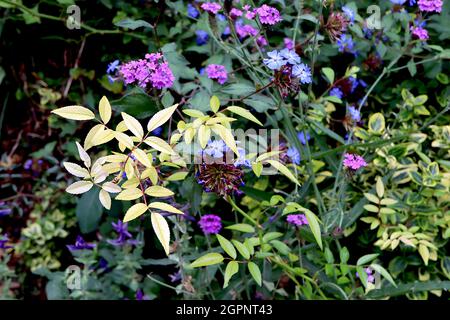 Verbena bonariensis purpletop vervain, Ceratostigma willmottianum ‘Forest Blue’ Chinese plumbago, Climbing rose Leaves, settembre, Inghilterra, Regno Unito Foto Stock