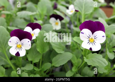 Viola ‘Sorbet Coconut Duet’ Pansy Sorbet Coconut Duet – piccoli fiori bianchi con piccole macchie viola profonde e whisker viola scuro, viola scuro Foto Stock