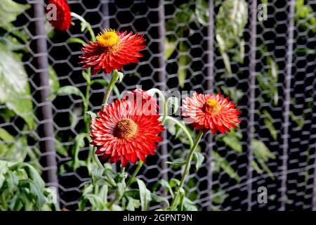 Xerochrysum / Helichrysum bratteatum 'Copper Red' Strawflower Copper Red - fiori rossi con petali interni arancioni e centro giallo, settembre, Regno Unito Foto Stock