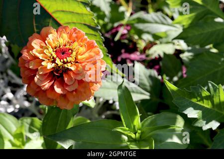 Zinnia elegans ‘Queen Lime Orange’ completamente doppio arancio fiori con top petali verde lime e centro rosso, settembre, Inghilterra, Regno Unito Foto Stock