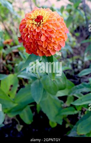 Zinnia elegans ‘Queen Lime Orange’ completamente doppio arancio fiori con top petali verde lime e centro rosso, settembre, Inghilterra, Regno Unito Foto Stock