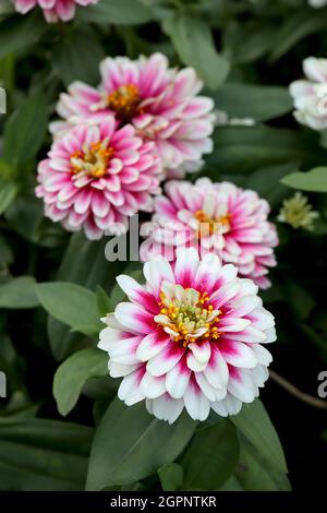 Zinnia marylandica ‘Zahara Double Raspberry Ripple’ fiori bianchi doppi con alone rosa profondo su steli corti, settembre, Inghilterra, Regno Unito Foto Stock